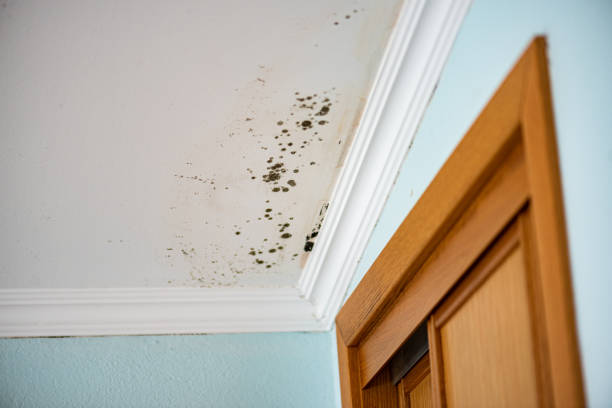 Best Crawl Space Mold Removal  in Stiles, PA