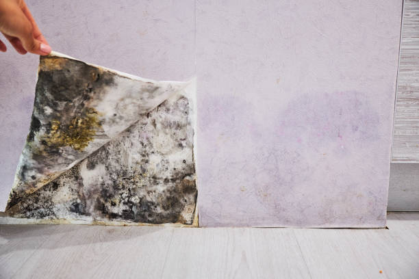Best Toxic Mold Removal  in Stiles, PA